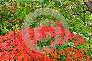Autumn leaves with branches. Green and red leaves background. Maple leaves in fall. Color changing maple leave in autumn