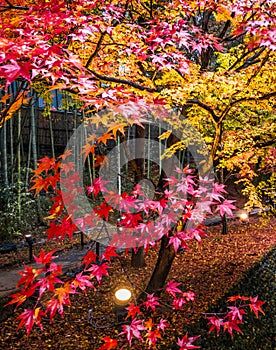 Autumn leaves branches light up so beautiful at night time ,art design light showing