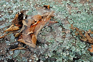 Autumn leaves on broken glass