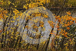 Autumn leaves on bushes by riverside