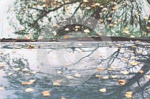 Autumn leaves on car hood and windshield