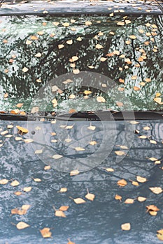 Autumn leaves on car hood and windshield