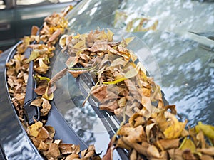 Autumn leaves on car windscreen