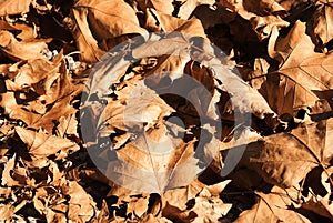 The autumn leaves carpet