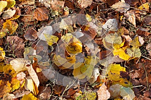 Autumn Leaves Carpet