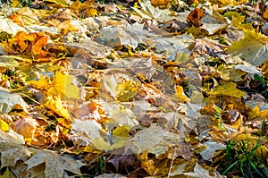 Autumn leaves on grass photo