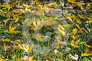 Autumn leaves on grass photo