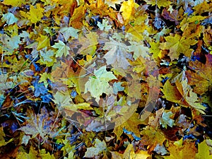 Autumn leaves carpet ukraine 2018 cherkassy region