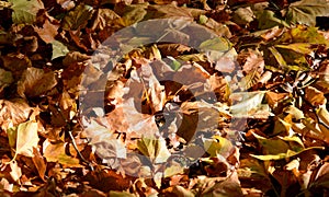 Autumn leaves carpeting the ground photo