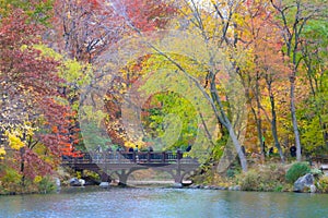 Autumn Leaves in Central Park- New York City