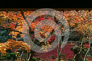 Autumn leaves change color at Enkoji Temple, Kyoto. The red leaves are very beautiful.