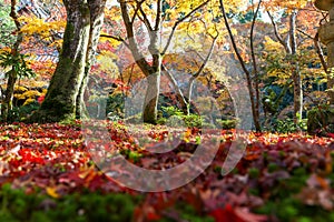 Autumn leaves change color at Enkoji Temple, Kyoto. The red leaves are very beautiful.