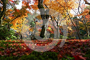 Autumn leaves change color at Enkoji Temple, Kyoto. The red leaves are very beautiful.