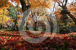 Autumn leaves change color at Enkoji Temple, Kyoto. The red leaves are very beautiful.