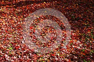 Autumn leaves change color at Enkoji Temple, Kyoto. The red leaves are very beautiful.