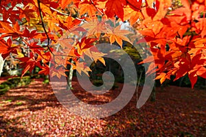 Autumn leaves change color at Enkoji Temple, Kyoto. The red leaves are very beautiful.