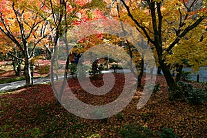 Autumn leaves change color at Enkoji Temple, Kyoto. The red leaves are very beautiful.