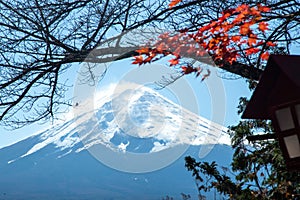 Autumn leaves change color in Kawaguchiko, Japan.