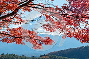 Autumn leaves change color in Kawaguchiko, Japan.