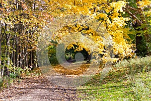 Autumn Leaves Changing Colors Southwestern Ontario