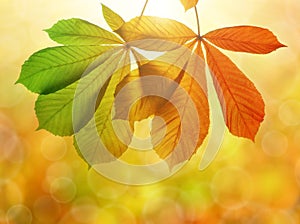 Autumn leaves of chestnut tree