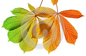 Autumn leaves of chestnut tree