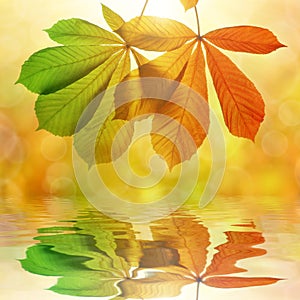 Autumn leaves of chestnut tree