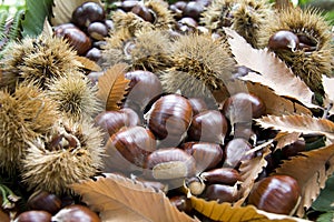 Autumn leaves with chestnuts