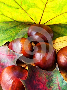 Autumn leaves and chestnuts.