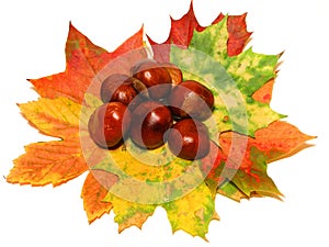 Autumn leaves and chestnuts