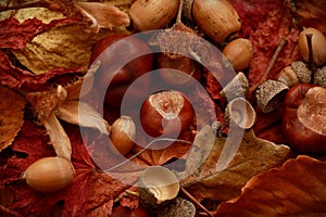Autumn Leaves Chestnuts and Acorns over jute background