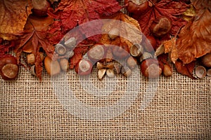 Autumn Leaves Chestnuts and Acorns over jute background