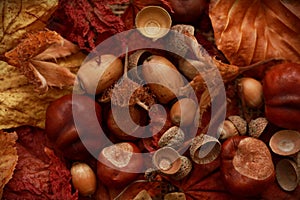 Autumn Leaves Chestnuts and Acorns over jute background