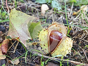 Autumn leaves and chestnuts in green grass, very low ankle view.