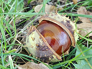 Autumn leaves and chestnuts in green grass, very low ankle view