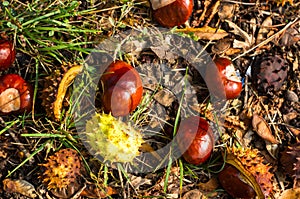 autumn leaves and chestnuts on the ground