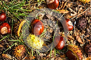 autumn leaves and chestnuts on the ground