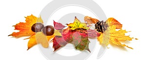 Autumn leaves and chestnuts on white