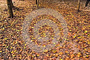 Autumn leaves at cholburi forest