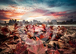 autumn leaves with the city of Montreal Canada skyline seen in the background