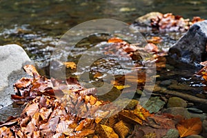 Autumn leaves in the clear water of a mountain river