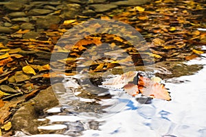 Autumn leaves in the clear water of a mountain river