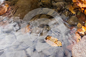 Autumn leaves in the clear water of a mountain river