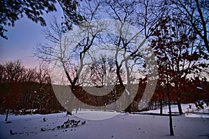 Autumn leaves Cling to a few Trees at Dusk on a Snowy Day Governor Dodge State Park WI