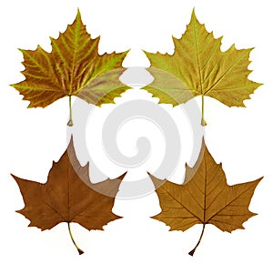Autumn leaves with clipping path