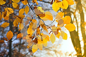 Autumn leaves close-up. Bright orange colors and sunrays. For wallpaper or background