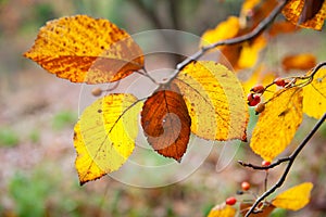 Autumn leaves close up in denmark Scandinavia