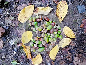Podzim listy z blízka příroda světlo 