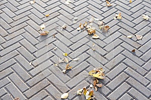 Autumn leaves on a cobblestone street. Background.