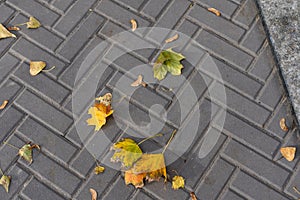 Autumn leaves on a cobblestone street. Background.